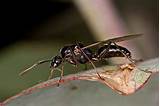 Difference Between White Ants And Termites Images
