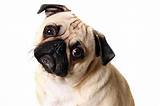 Pug Pet Insurance Photos