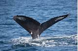 Newport Beach Whale And Dolphin Watching Cruise