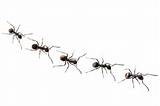Pictures of White Ants Facts
