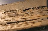 Wood Termite Damage