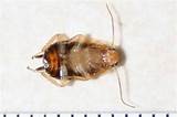 German Cockroach Nymph Images