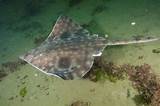 Pictures of Skate Fish Information