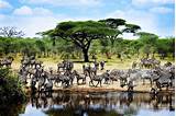 Images of Tanzania Beach And Safari Packages