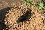 Images of Carpenter Ants Granules