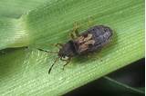 Florida Lawn Pest Identification Images