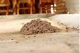 Pictures Of Termite Damage Photos