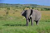 Kenya And Tanzania Tour Packages Images