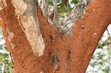 Photos of Termite Treatment Pregnancy