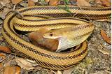 Yellow Rat Snake Images