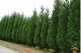Cheap Cypress Trees Photos