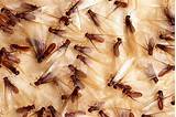 Knoxville Termite Control