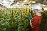 Images of Best Pots To Grow Marijuana