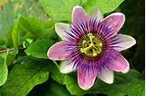 Passion Flower For Kids