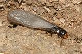 Eastern Termite