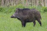 Images of Wild Boar Fencing