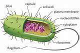 Images of Where Can Dna Be Found In A Cell