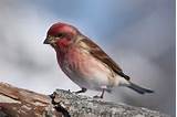 Images of Incubation Period For House Finch