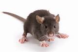 Rat Service Animal Pictures