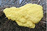 Pictures of Yellow Slime Mold Removal