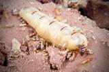 Queen Termite Size Photos