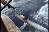 Images of Blue Marlin Fishing Kona