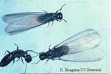 Pictures of Termite Vs Carpenter Ant Pictures