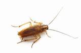 Roach Anatomy Photos