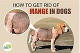 Dog Scratching Home Remedies Pictures