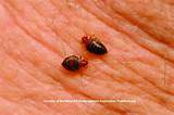Images of Bed Bug Car Treatment