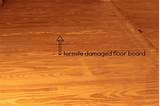 Laminate Flooring Termite Damage Photos