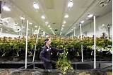 Pictures of Marijuana Grow Facility