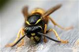 Wasp Removal Service Cost Photos