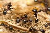 Photos of Carpenter Ants Vs Argentine Ants