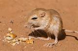 Pictures of Desert Rat