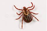 Images of Wood Tick