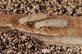 Pictures of Cal Cam Termite