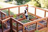 Images of Fencing A Vegetable Garden