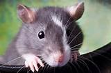 Rat In Spanish Photos