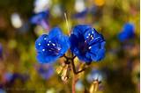 Blue Wild Flower Pictures