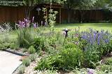 Pictures of Landscape Plants For Texas