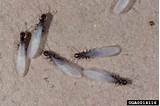 Photos of Termite Diseases