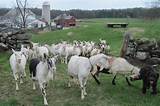 Goats Farm