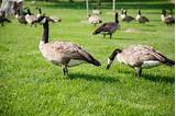 Canadian Geese Pest Control Pictures