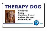 Therapy Dog Accessories Images