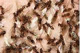 Termite Swarms Outside House Photos