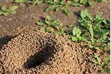 Photos of Fire Ants Mounds