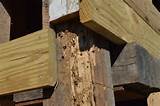Images of Recognizing Termite Damage