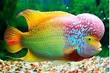 Flower Horn Fish Pictures
