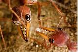 Images of Red Fire Ants In Australia
